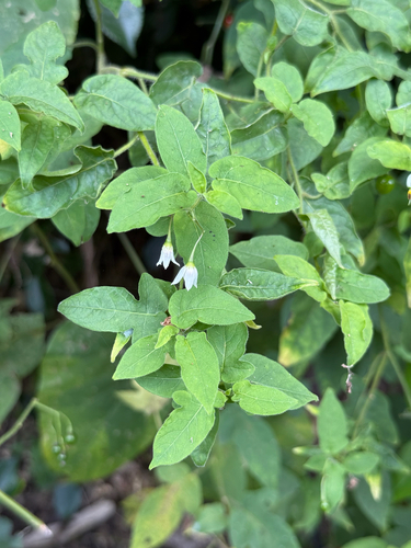 Solanum lyratum