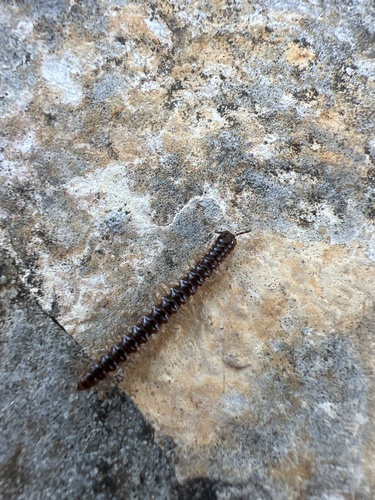 Greenhouse Millipede