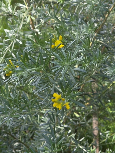 Genista linifolia, photograph 5