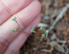 Hesperolinon breweri