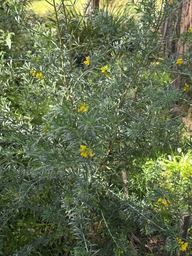 Genista linifolia, photograph 6