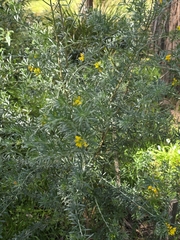 Genista linifolia, photograph (c) Ian Rainbow, some rights reserved (CC BY)