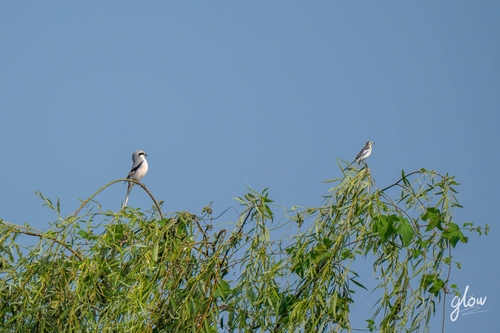 Chinese Grey Shrike