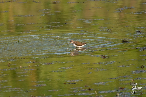Green Sandpiper