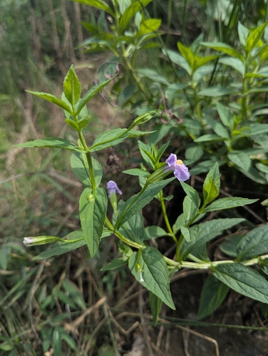 Mimulus ringens, photograph 6