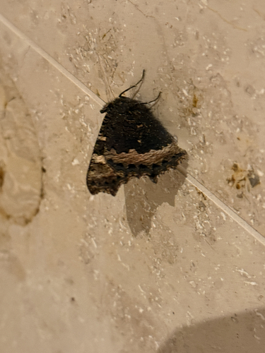 Small Tortoiseshell