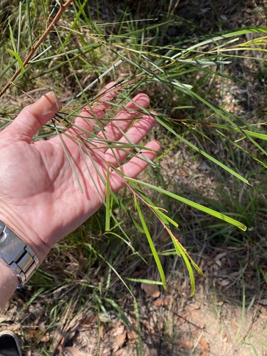Acacia longissima, 2026-09-21