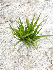 Stratiotes aloides, photograph (c) Igor Balashov, some rights reserved (CC BY)
