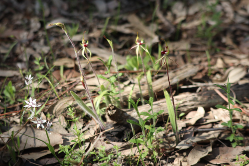 Small Spider-orchid