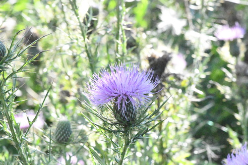 Cirsium discolor, photograph 2