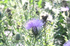 Cirsium discolor, photograph (c) E.O. XXI, some rights reserved (CC BY)