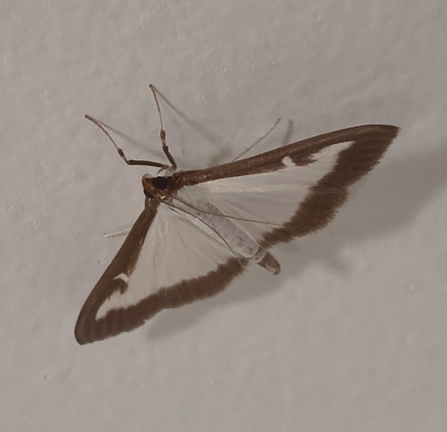 Box Tree Moth