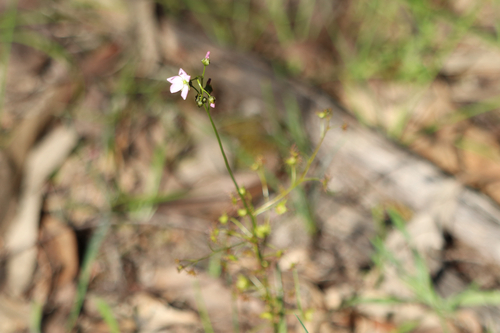 Tall sundew