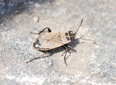 Pyrrhocoris