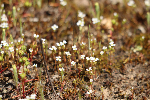 Hairy Stylewort