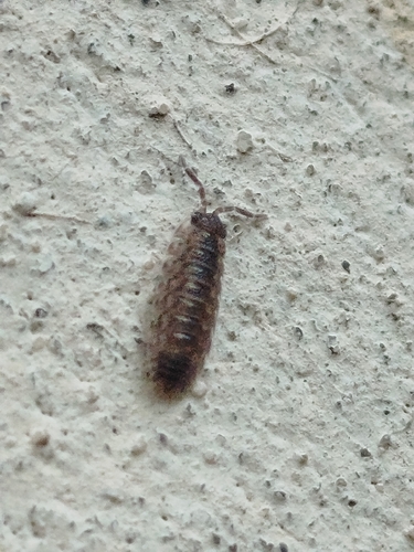 Brickwork Woodlouse