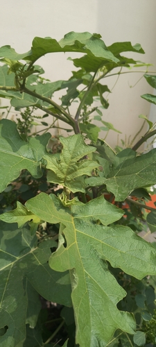 Solanum torvum