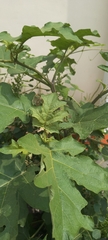 Solanum torvum