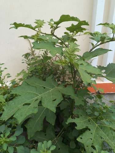 Solanum torvum, photograph 2