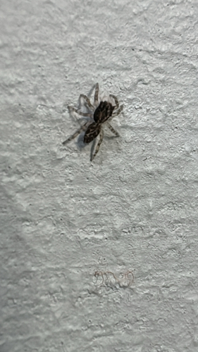 California Flattened Jumping Spider