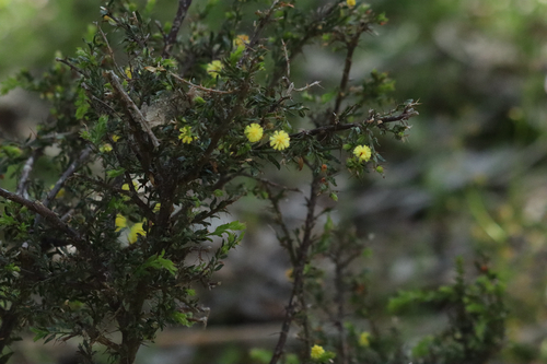 Kangaroo thorn