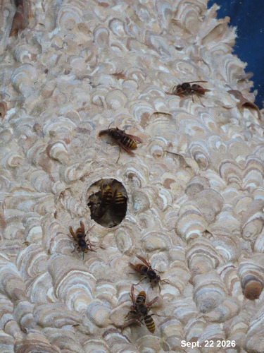 European Hornet