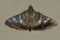 Glyphodes stolalis