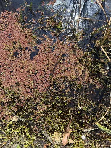 Azolla filiculoides