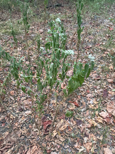 late boneset