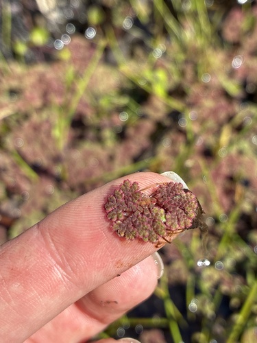 Azolla filiculoides, photograph 2
