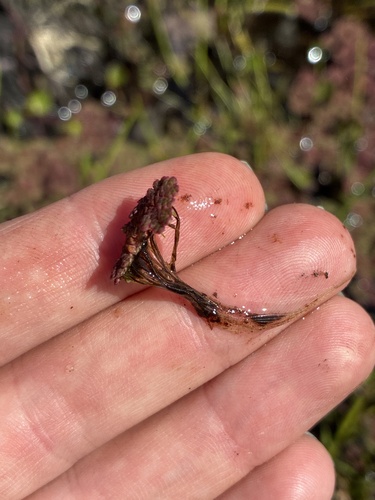 Azolla filiculoides, photograph 3