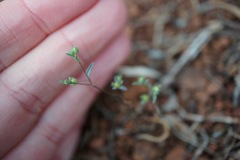 Hesperolinon breweri