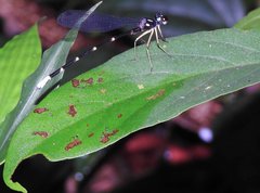 Sinosticta ogatai