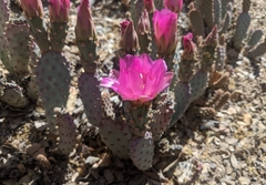 Opuntia basilaris brachyclada
