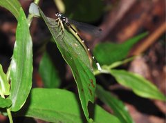 Sinosticta ogatai