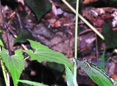Sinosticta ogatai