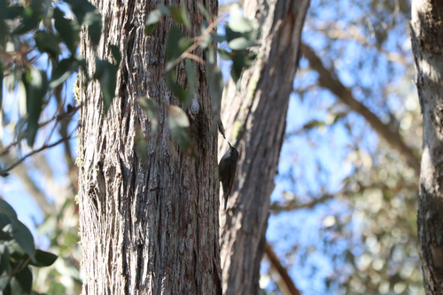 White-throated Treecreeper