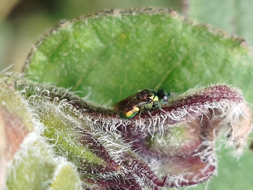 Pseudomalus pusillus