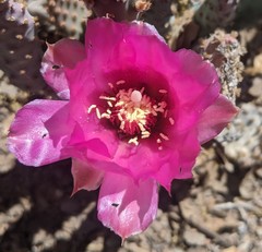 Opuntia basilaris brachyclada