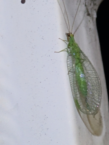 Chrysopa oculata