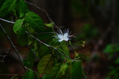 Cynophalla verrucosa