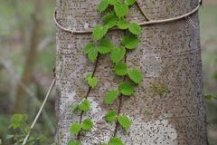 Hydrangea hydrangeoides
