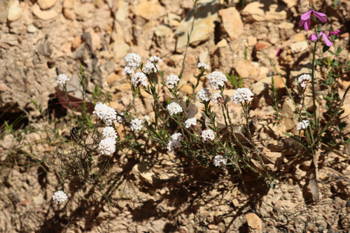 common beard-heath