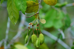 Cynophalla verrucosa