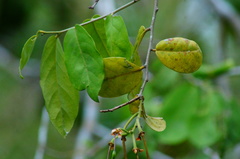 Cynophalla verrucosa