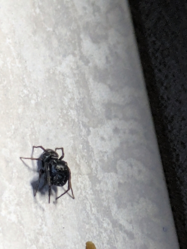 Hammer-jawed Jumping Spider
