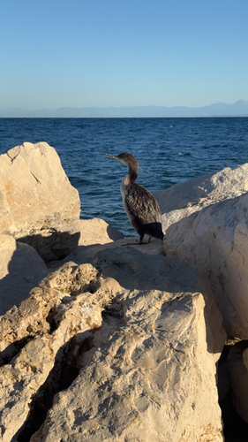 European Shag
