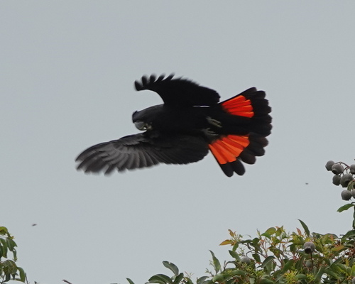 Forest Red-tailed Black Cockatoo