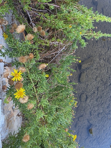 Golden Samphire