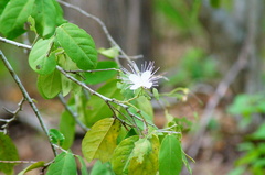 Cynophalla verrucosa